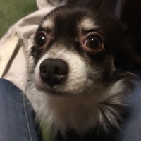 ペリー