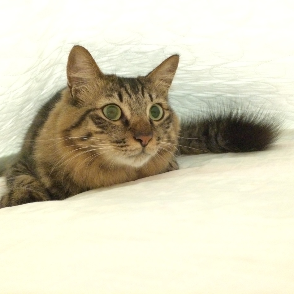 ショコラのカバー写真