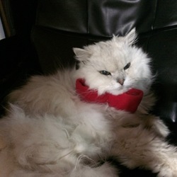 ▽･w･▽赤いりぼん=^_^=　