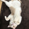 ねこの日