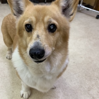 とても優しく穏やか女の子9歳