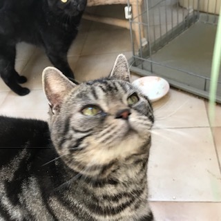 アメショーMix★おひと好しカンちゃん