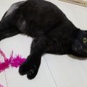 7ヶ月前後　黒猫　オス　2/24(日)里親会参加