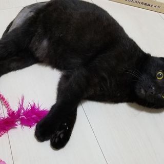 7ヶ月前後　黒猫　オス　2/24(日)里親会参加