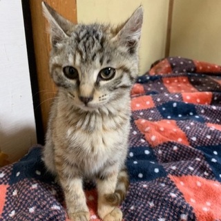 保護猫です。仲介