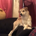 やんちゃな柴犬ミックス♀