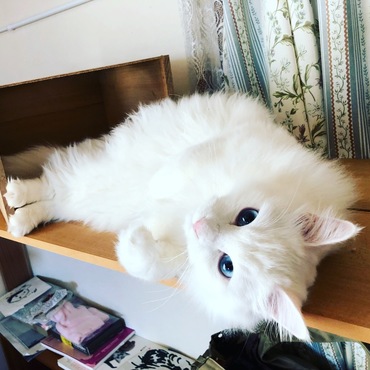 いたずら顔です。