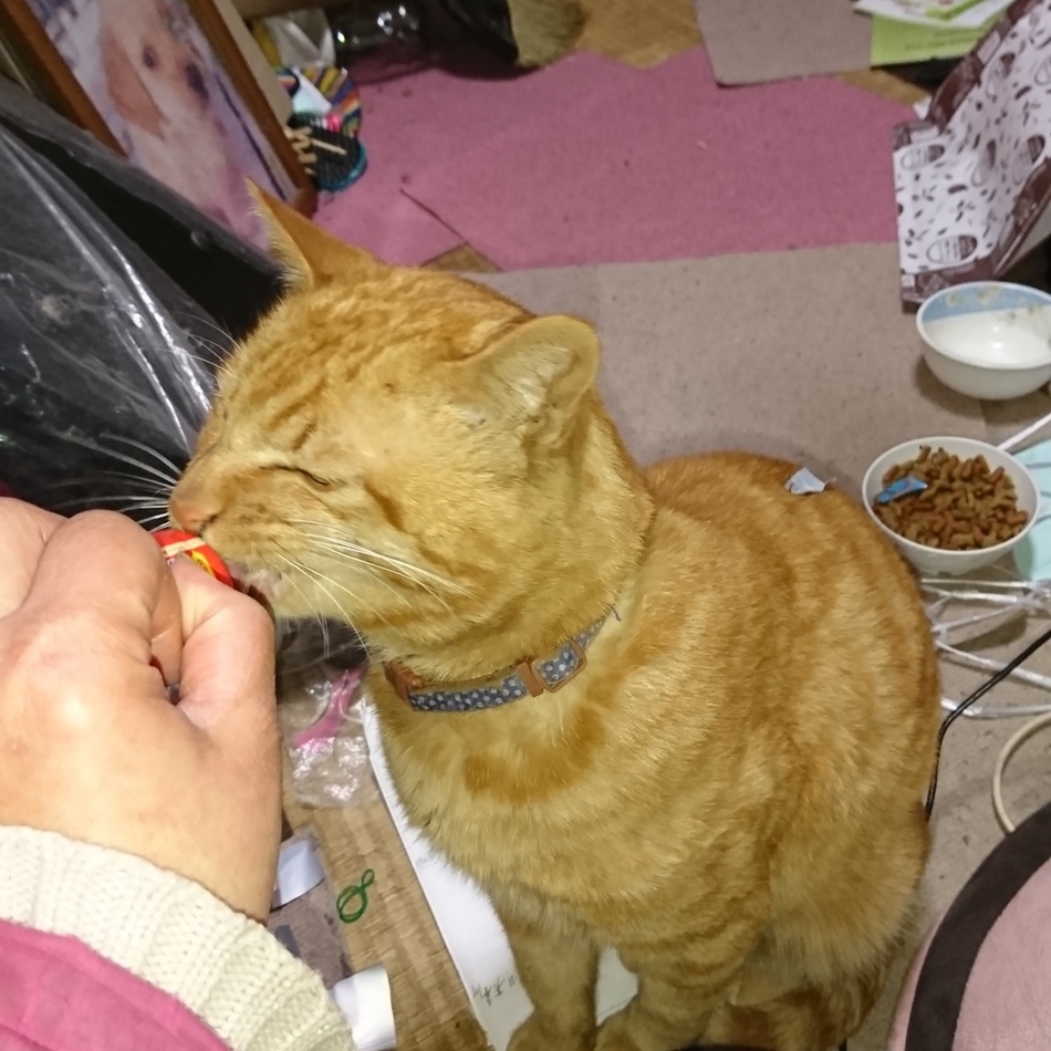 くろのカバー写真