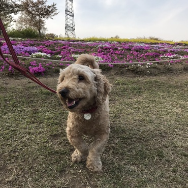 桜を見に来ました。後ろは芝桜です…