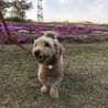 桜を見に来ました。後ろは芝桜です…