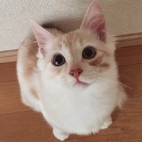 Lani