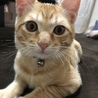 みけるん★
