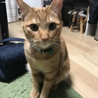 茶々丸