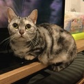 里親さん急募！臆病だけど甘えん坊のマンチカンです！