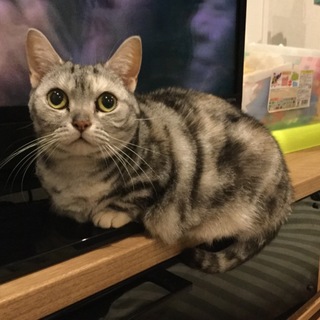 里親さん急募！臆病だけど甘えん坊のマンチカンです！