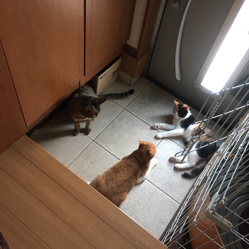 実々のカバー写真