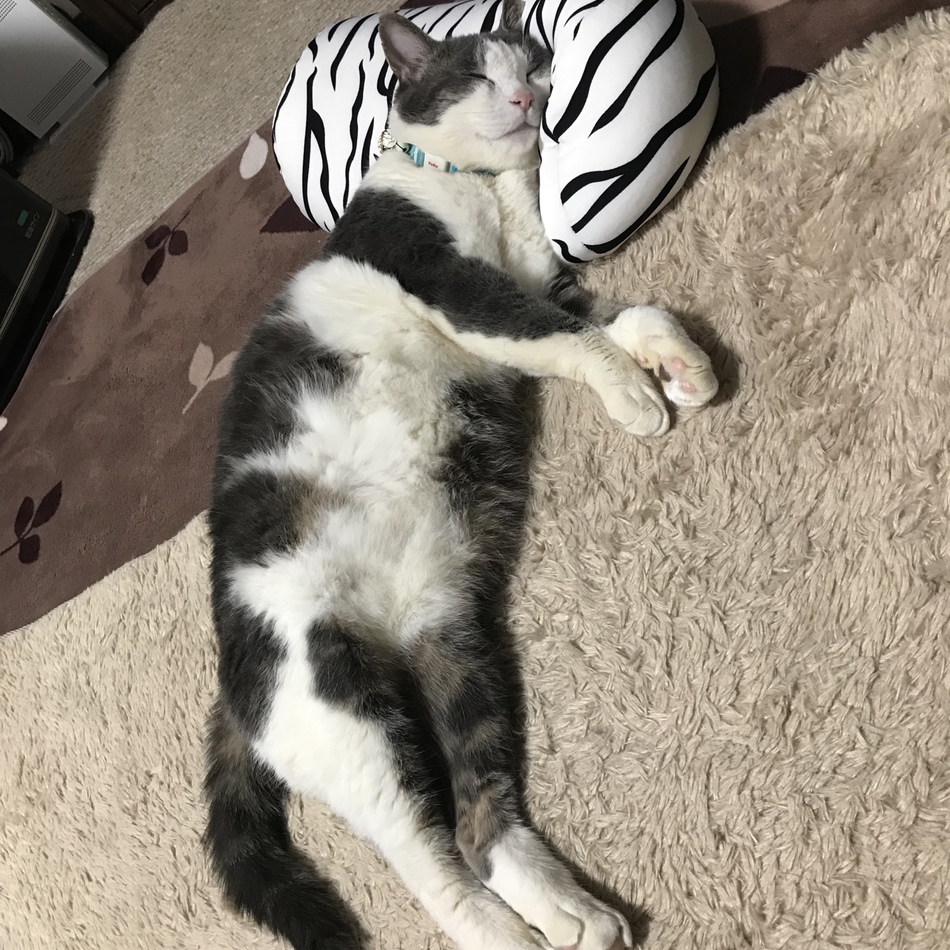 ピンのカバー写真