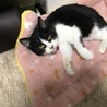 ビッケ