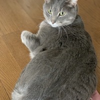 アル