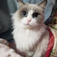 ふわり