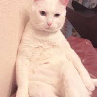 ノア