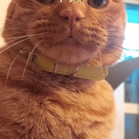 トラ