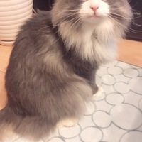 ジル