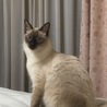 クウ