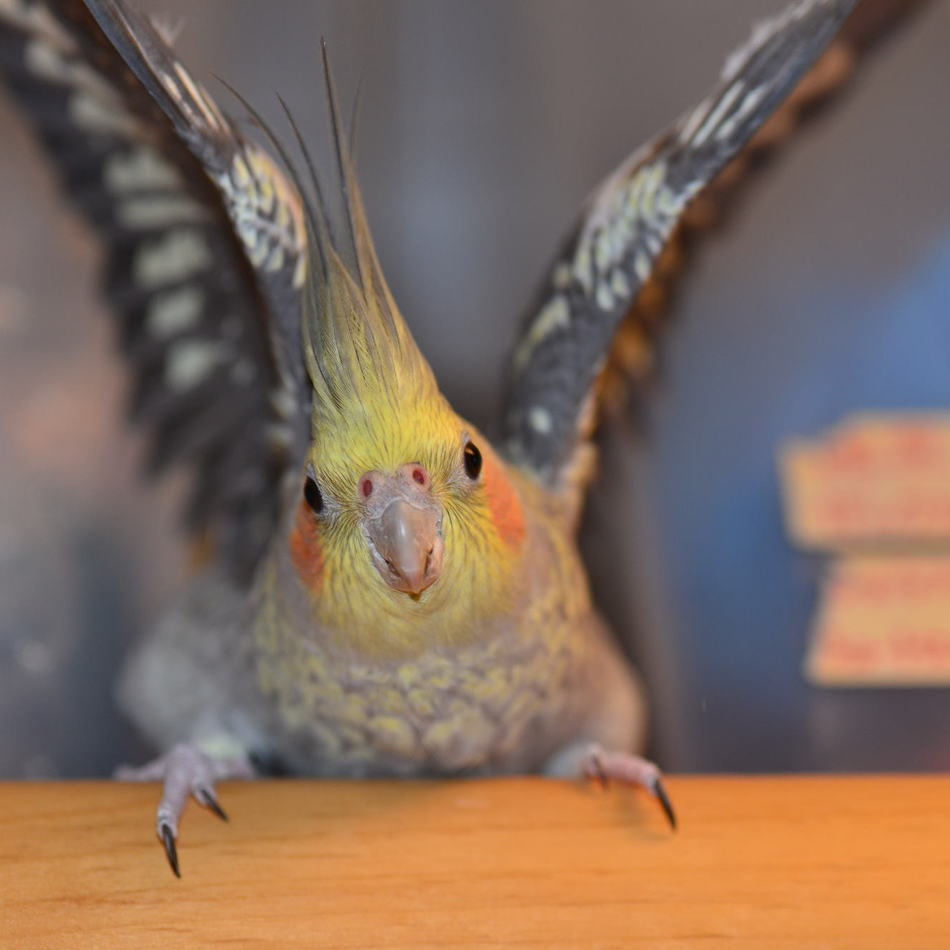 ポールのカバー写真