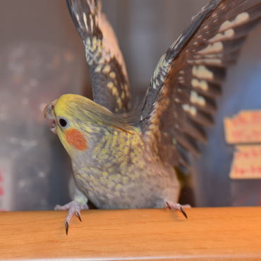 なわばりの主張