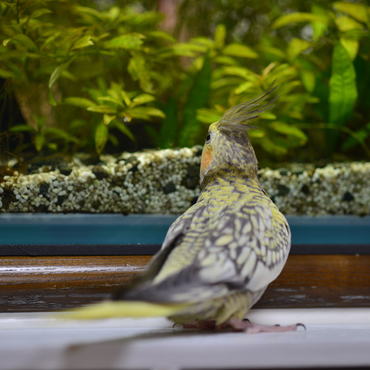 水槽のガラス越しに海老を狙うポール。