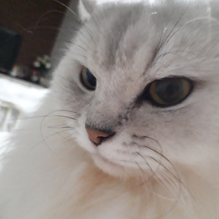 里親募集、調整中