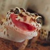 みかづきも