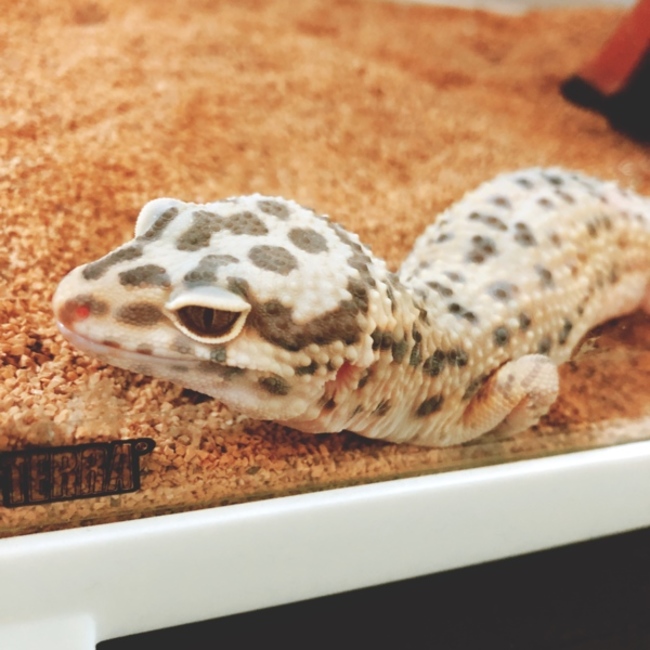 みかづきものカバー写真