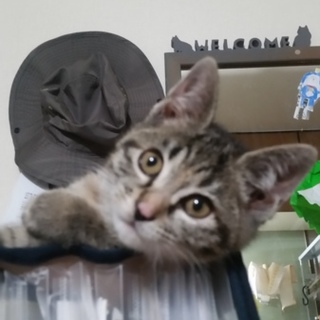 ふわふわのキジトラちゃん