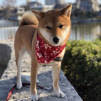 ふーちば