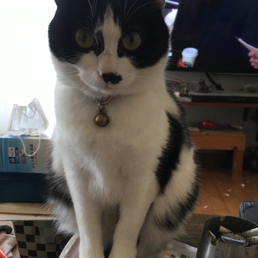 チュール欲しい！のポーズ