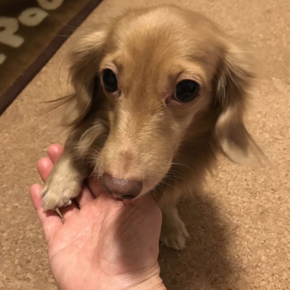 MAUのカバー写真