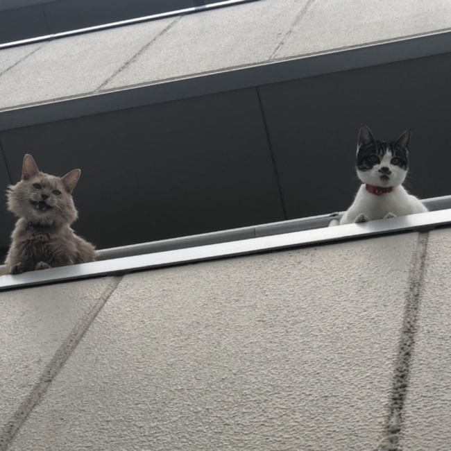 カゼットのカバー写真