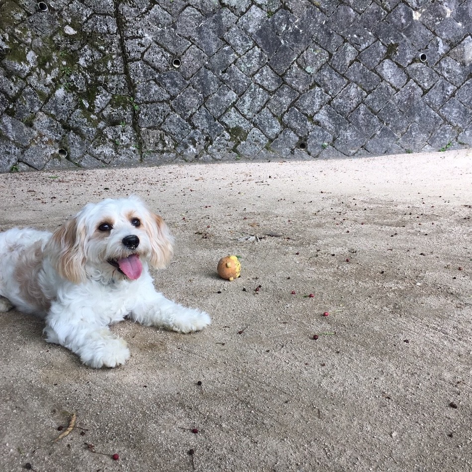 ブランのカバー写真