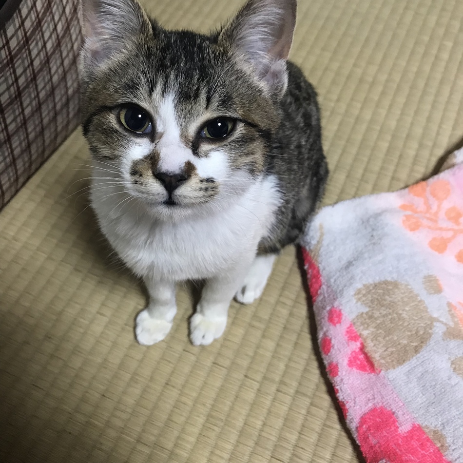 メイのカバー写真