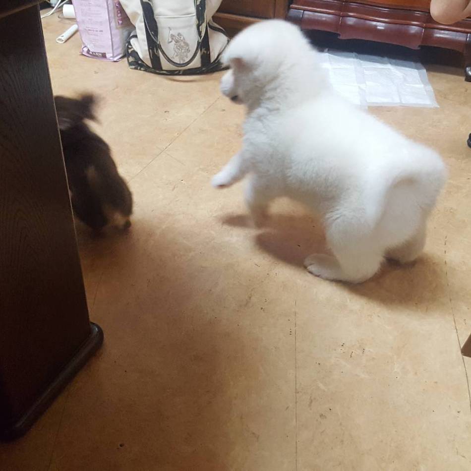 タロウのカバー写真