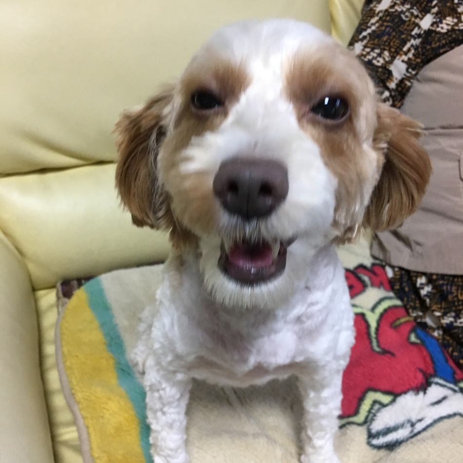 安田 ケン太のカバー写真