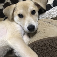 あんこ