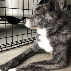 番犬としてお役に立ってますが。。。