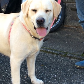 ラブラドール 1歳7カ月