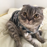 がんも