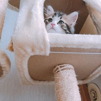 ハレ