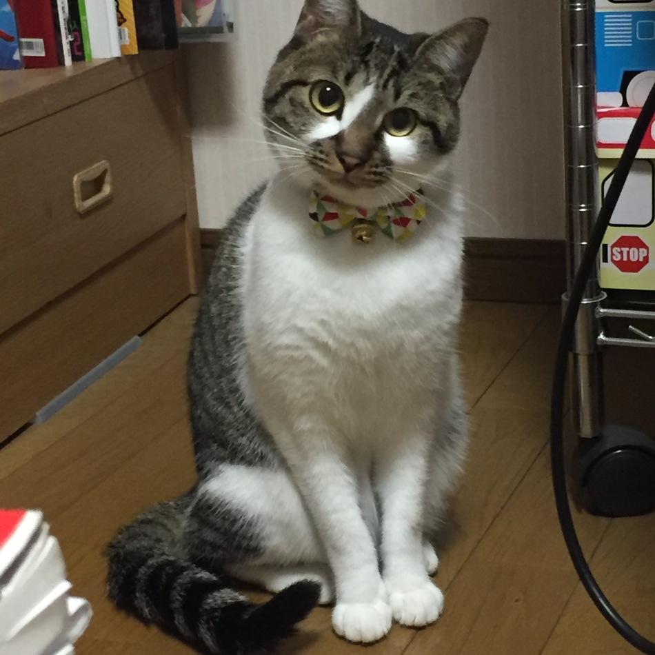 さつきのカバー写真