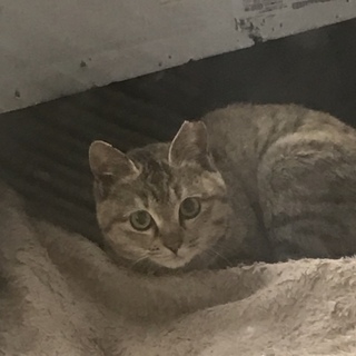 生後半年くらい☆かわいいサバトラの女の子♀